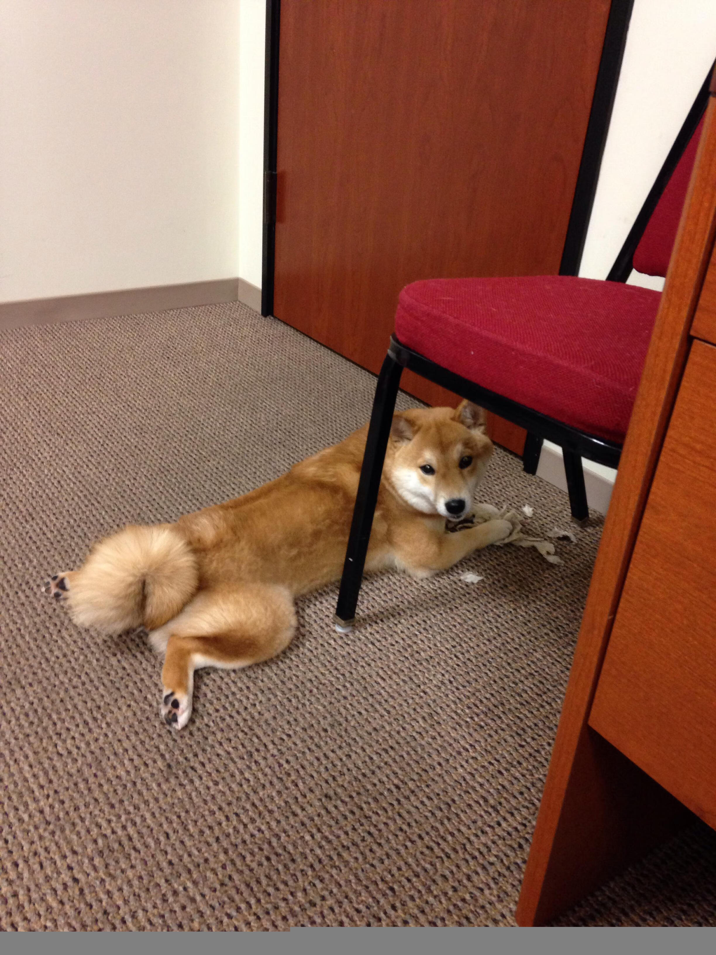 “最炫扣篮：年度最佳扣篮大赛”，最好的扣篮大赛