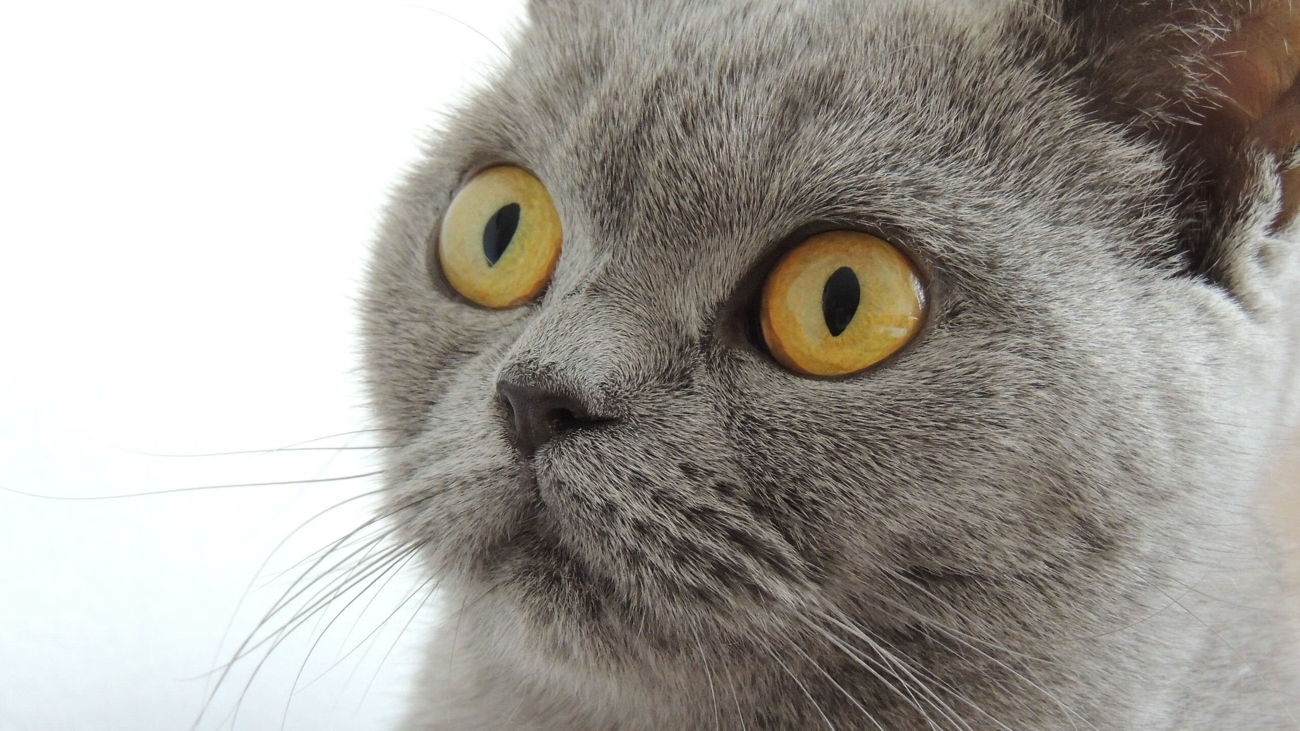 《Ning:从新人到核心,电竞之路勇者无惧》,电竞勇者ez价格