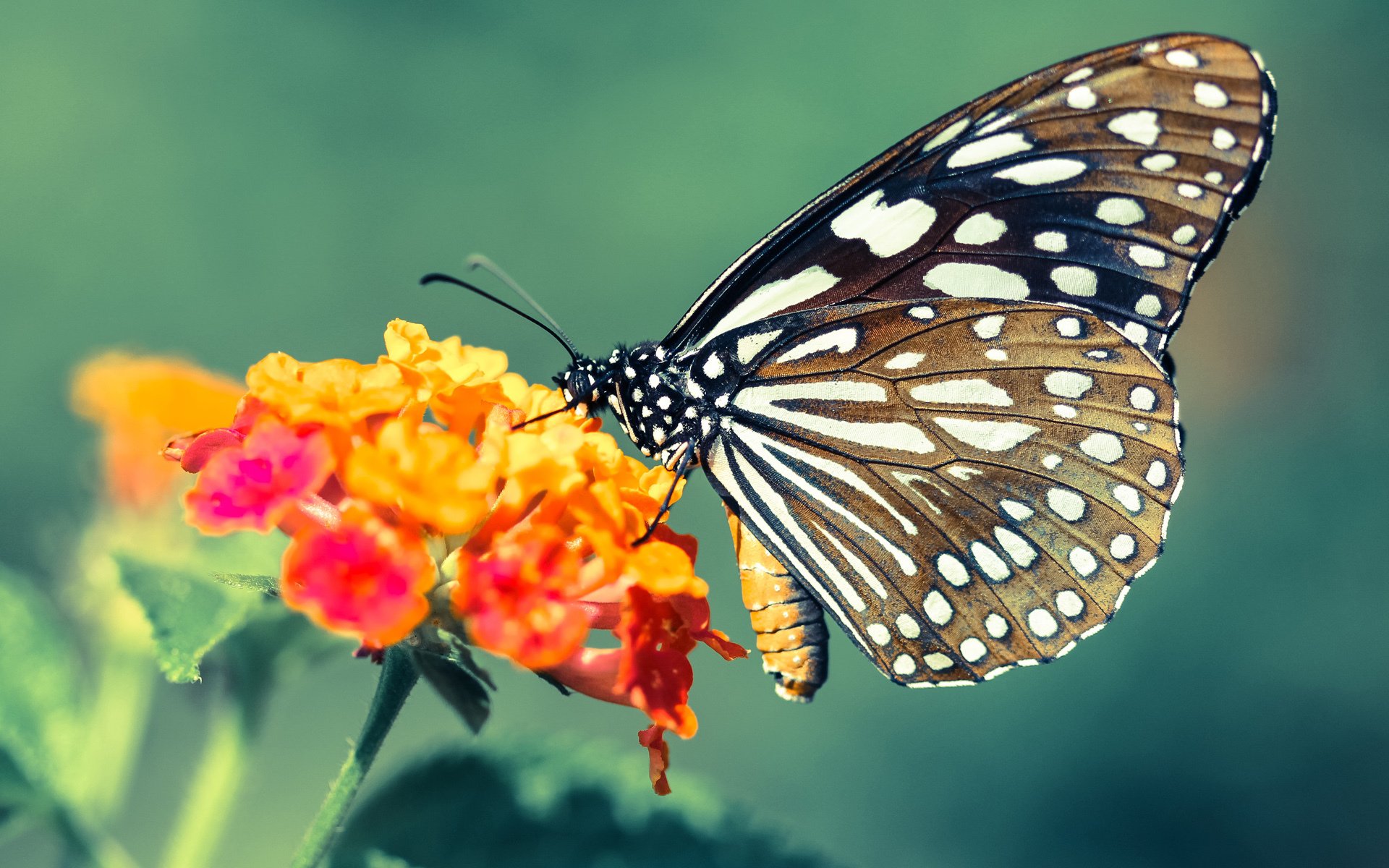 全国重点高校篮球联赛精彩纷呈，展现青年风采，2020全国大学生篮球联赛有哪些学校