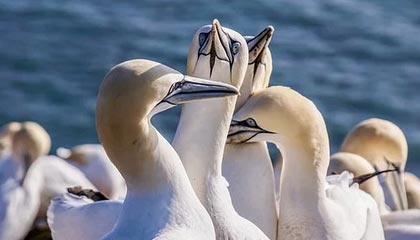 九游-_防守如铁壁，尼克斯锁死快船_，尼克斯防守效率