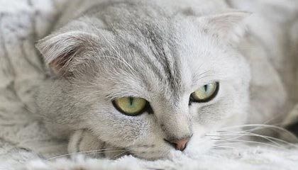 九游-_防守如铁壁，尼克斯锁死快船_，尼克斯防守效率