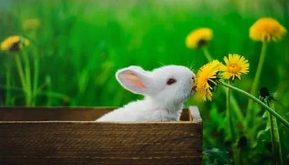 九游-_防守如铁壁，尼克斯锁死快船_，尼克斯防守效率