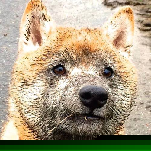 “中国国家队主教练亮相:新战略开启”,中国国家队主教练历届