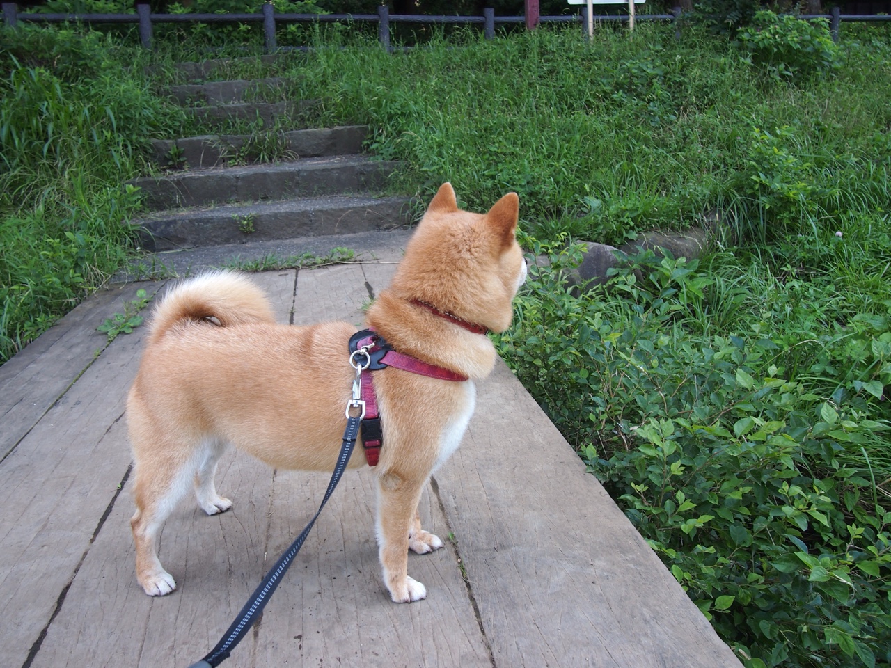 《电竞直播技术升级：画面细节再现极致体验》，电竞直播盈利攻略