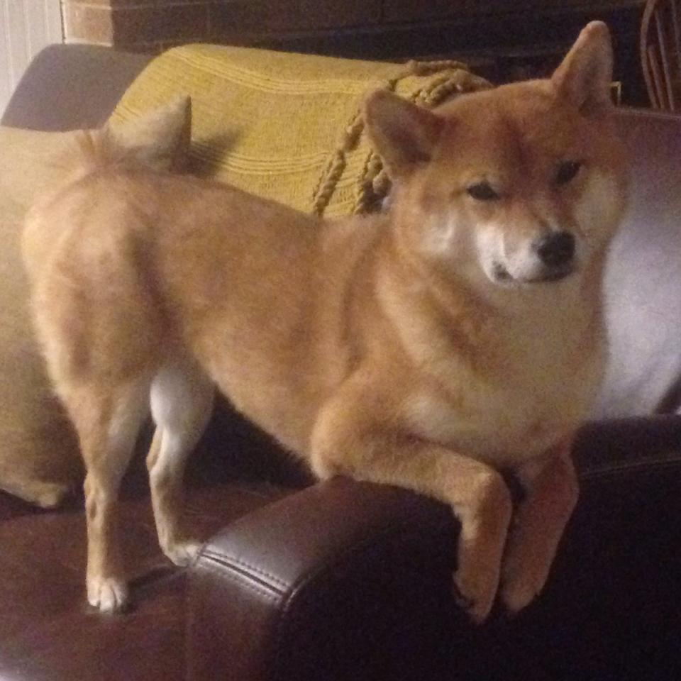 《跨界合作报道：电竞产品厂商与传统品牌的战略合作》，电竞合作官宣