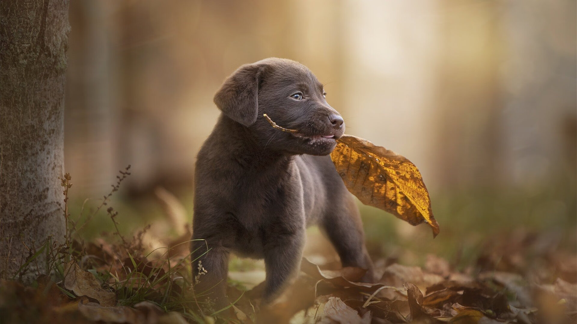【数据化决策】联盟引入大数据，大幅提升战术科学性，大数据 联邦