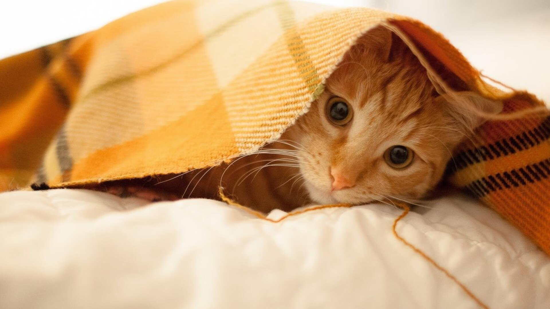 九游（jiuyou.com）游戏-【规则内幕】裁判如何判断繁琐犯规？判罚细节全揭秘，判断犯规、违例的四个基本原则