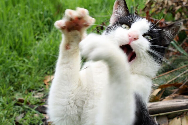 【规则升级】裁判如何应对“秒投”策略？，裁判读秒手势