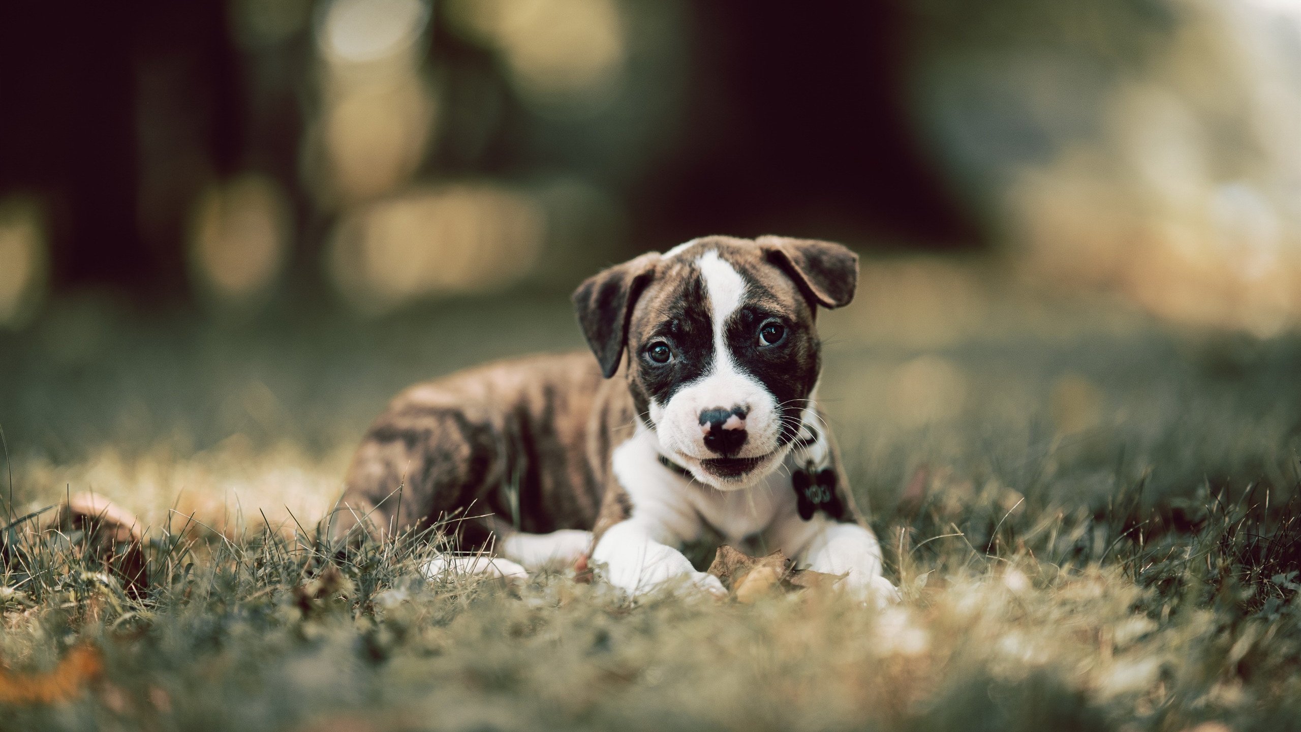 JIUYOU GAMING-【防守大师】马克·塞尔比：细节决定成败的战术理念，马克塞尔比多少个冠军