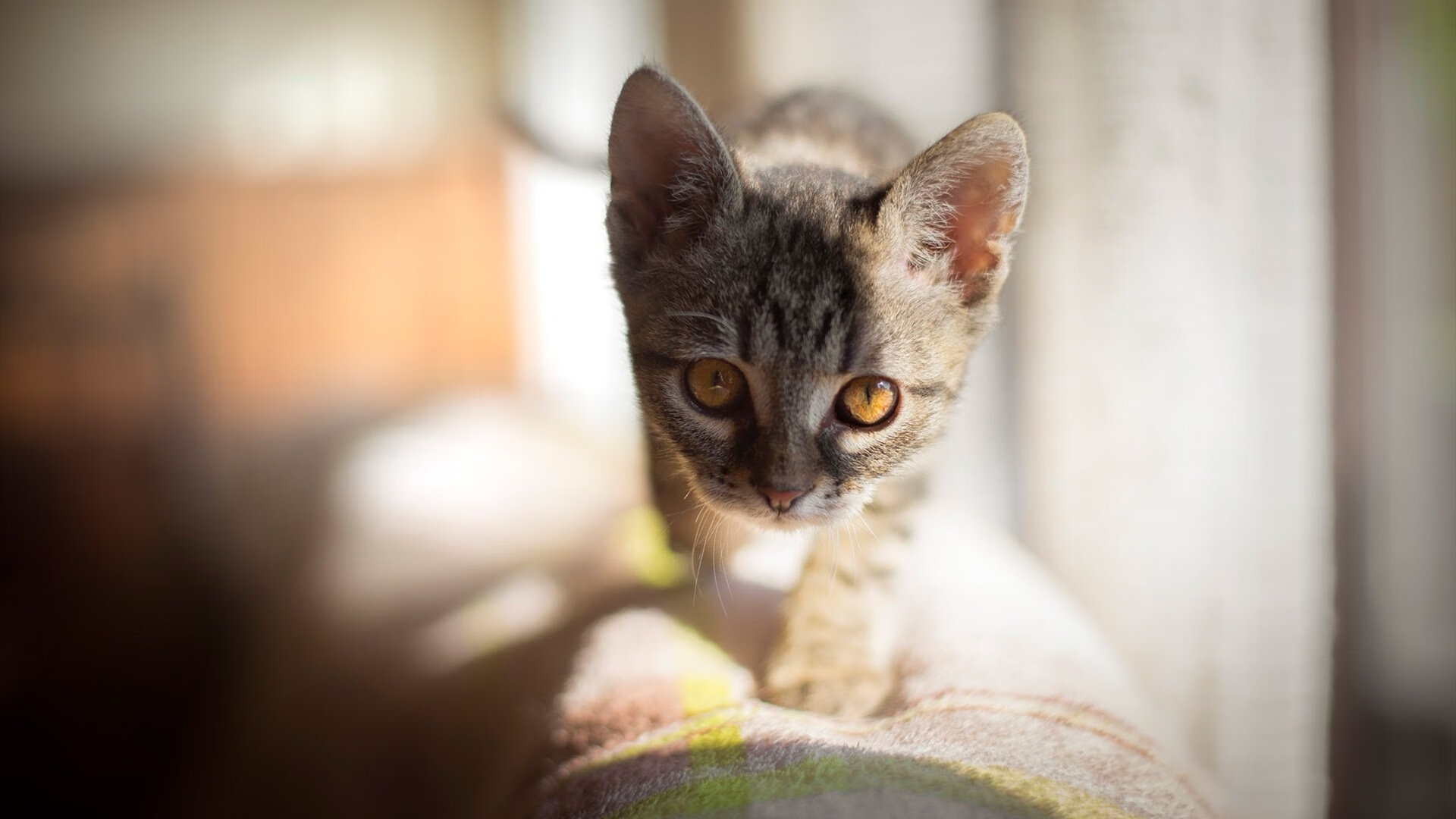 九游app下载中心-世界滑雪巡回赛中国选手表现突出，收获多枚奖牌，国际滑雪冠军