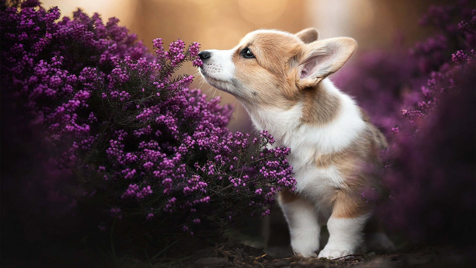 世界电竞联盟成立，总部设在新加坡，世界电竞联盟成立,总部设在新加坡吗