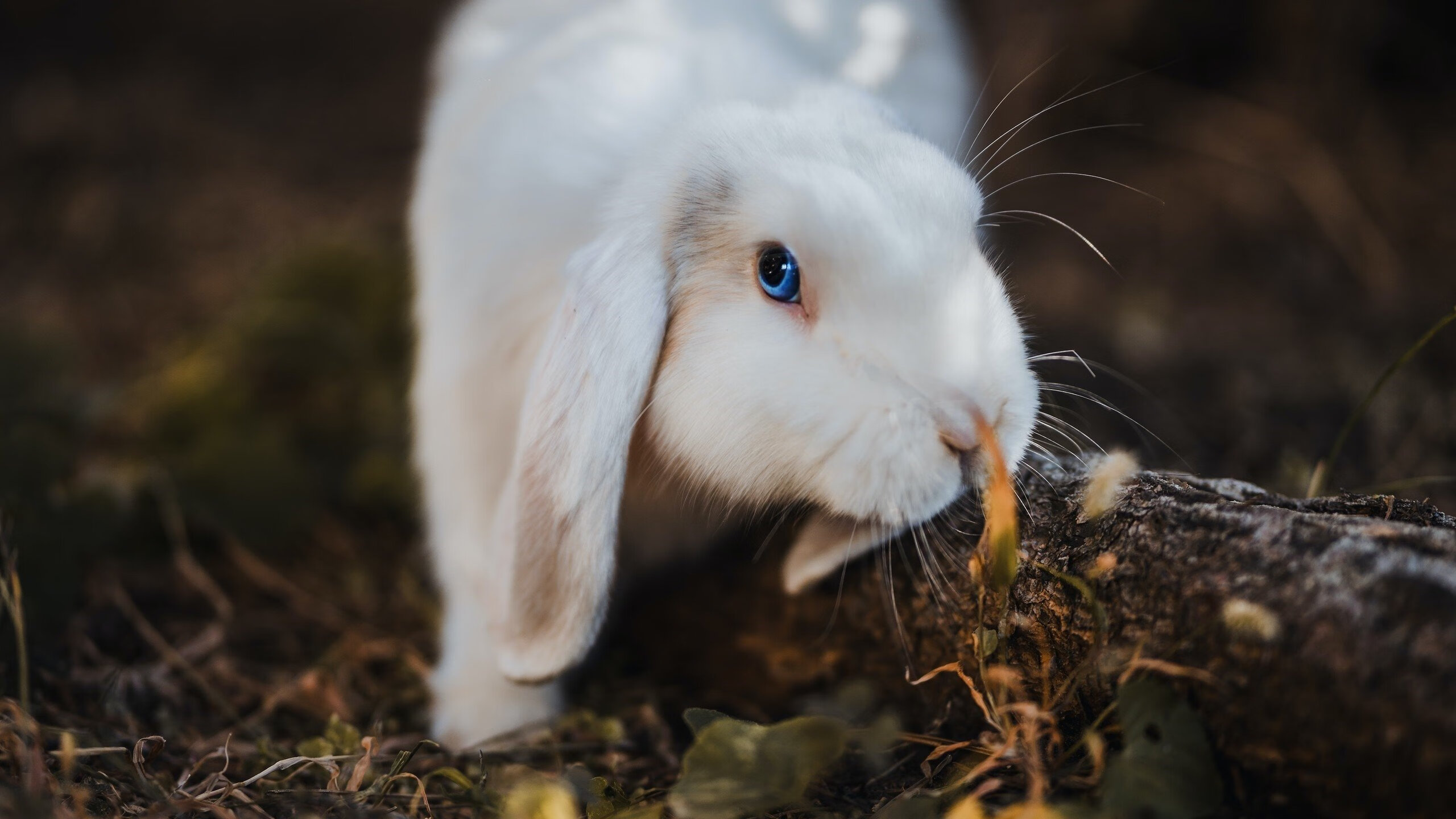 九游APP官网-中国队前锋马丁内斯在巴黎奥运会上表现出色，马丁内斯加盟巴萨