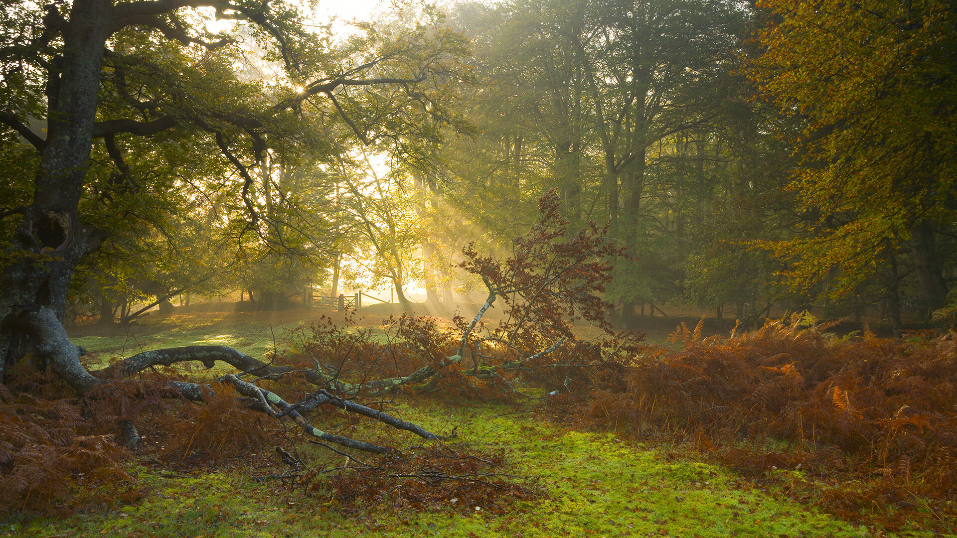 九游网-史上最年轻“冠军得主”首次亮相欧冠，最年轻的欧冠冠军球员