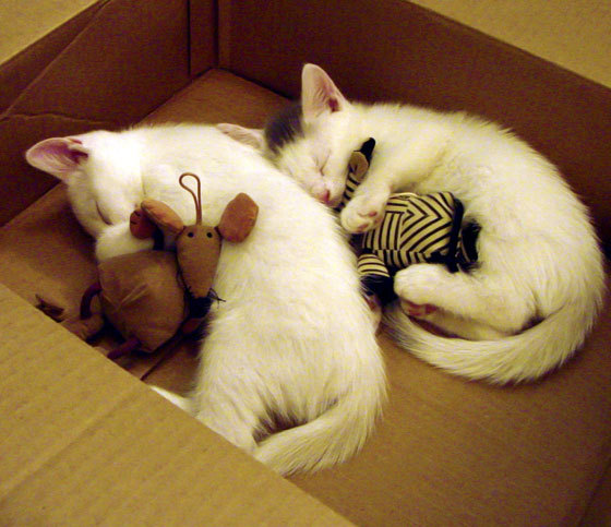 九游下载安装-哈兰德多场破门，英超头号射手继续领跑，哈兰德 英格兰队